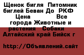 Щенок бигля. Питомник биглей Беван-До (РКФ) › Цена ­ 20 000 - Все города Животные и растения » Собаки   . Алтайский край,Бийск г.